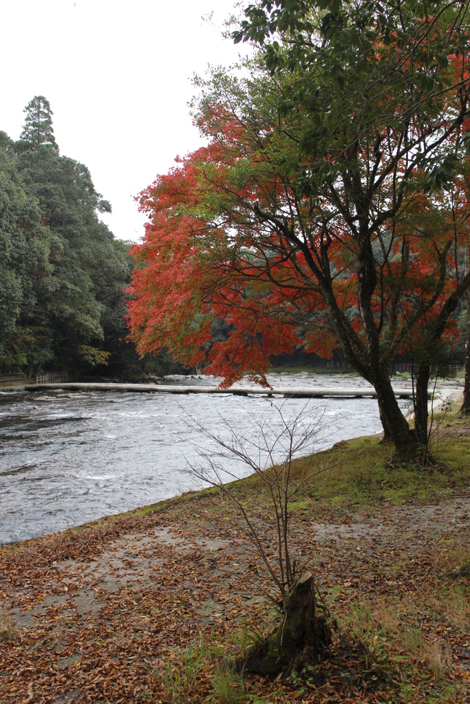 ２０１６紅葉を求めて（関之尾の滝周辺）④