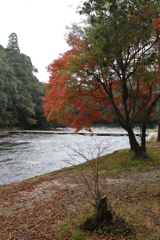 ２０１６紅葉を求めて（関之尾の滝周辺）④