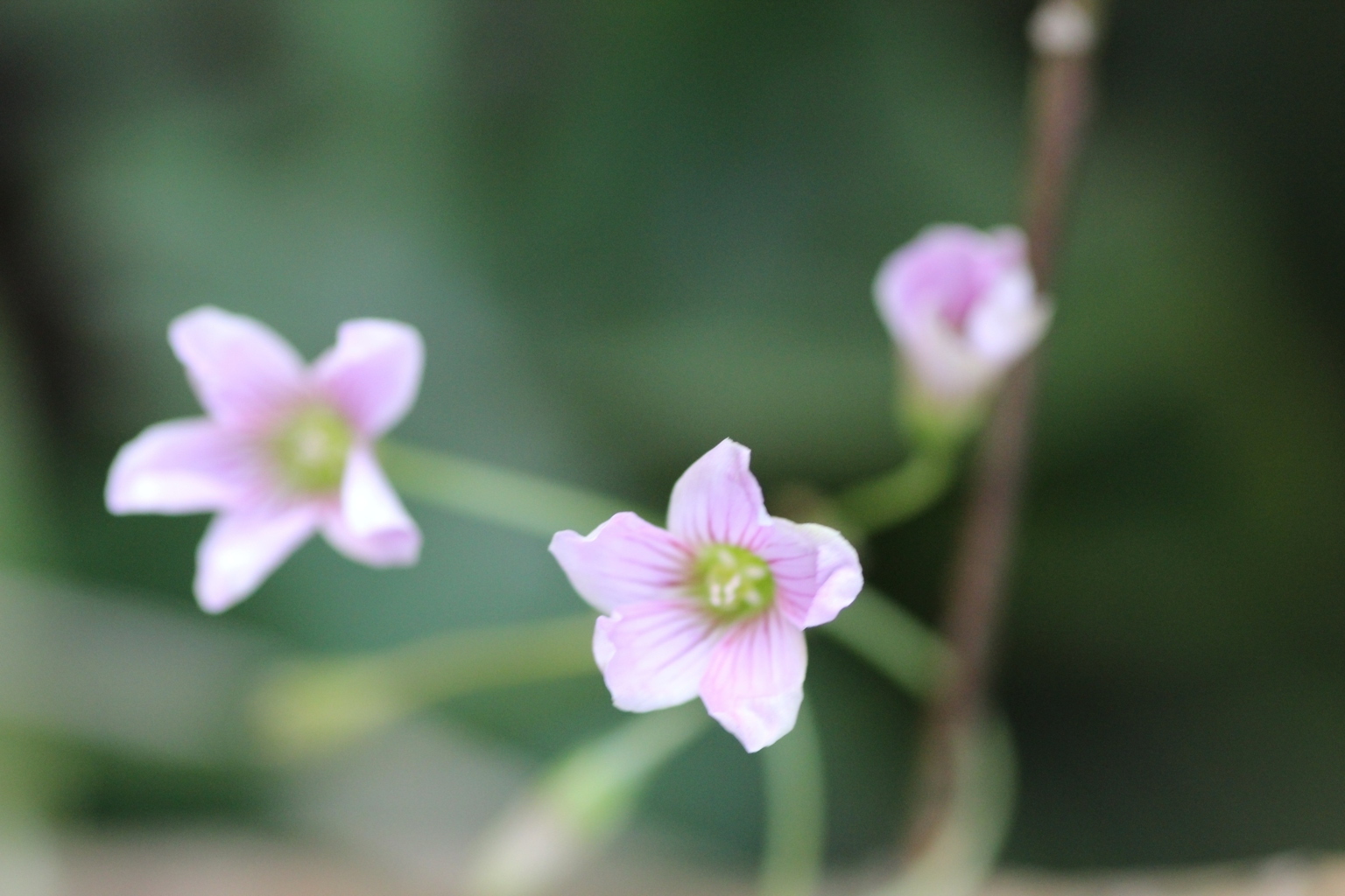 春探し（ムラサキカタバミ編③）