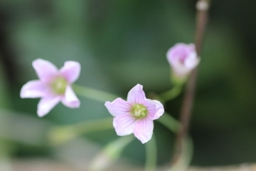 春探し（ムラサキカタバミ編③）