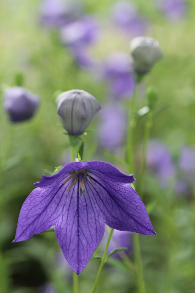 Balloon flower