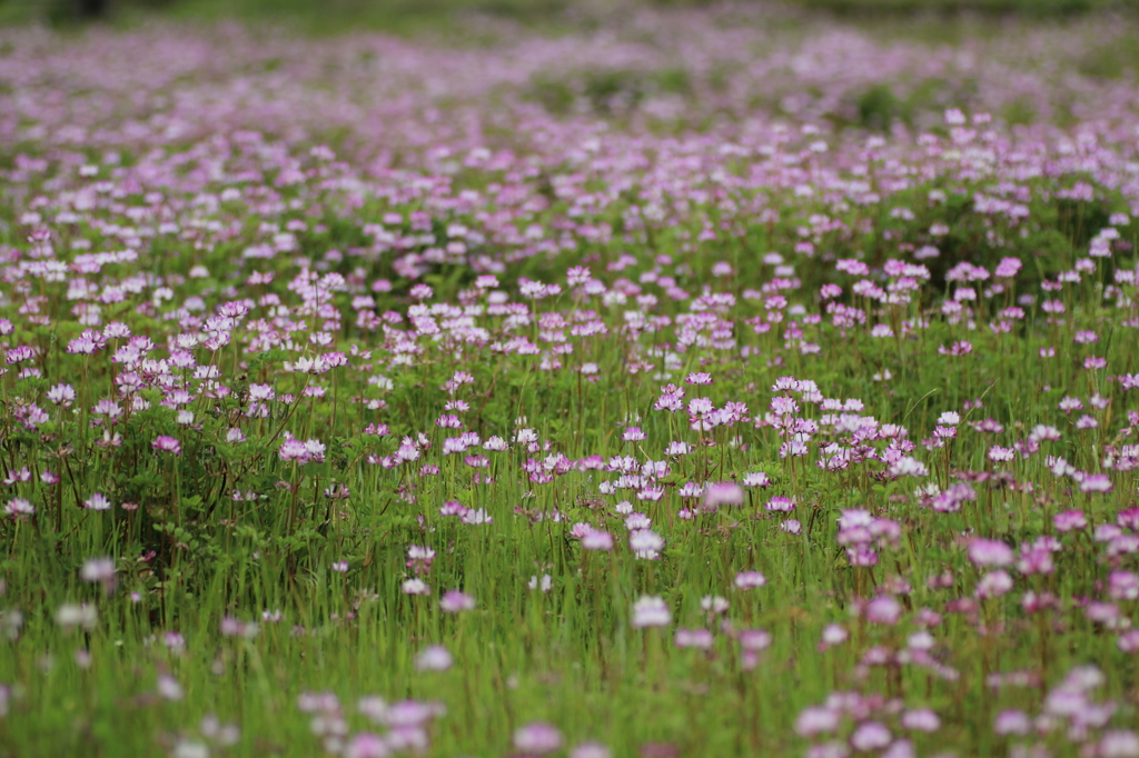 おぼえているかい　れんげ草②