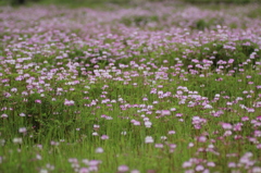 おぼえているかい　れんげ草②