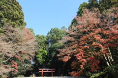 紅の葉を求めて①