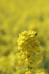 どでかい菜の花その１