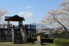 くまそ広場の桜⑥