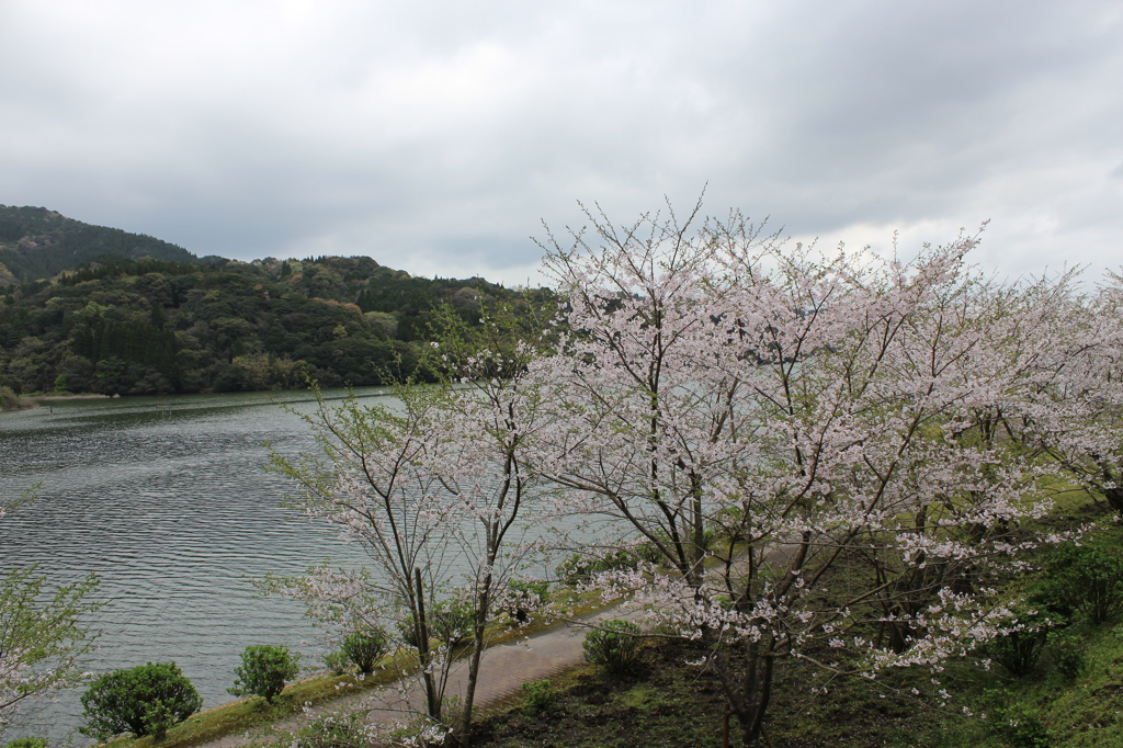 ２０１６桜を求めて（大隅湖）④