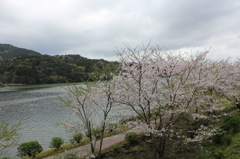 ２０１６桜を求めて（大隅湖）④
