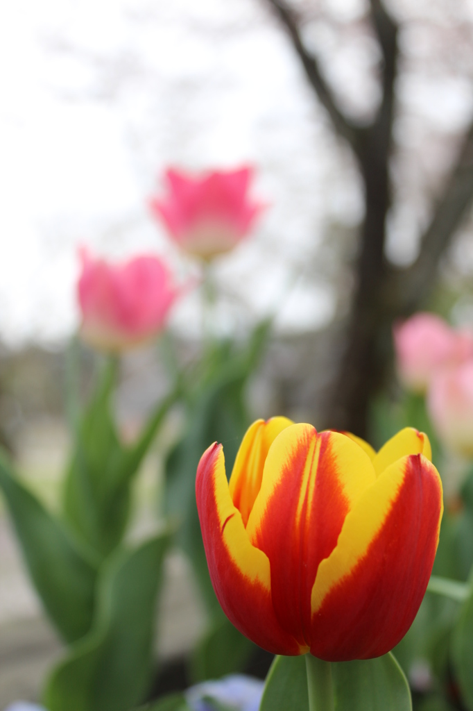 チューリップその２