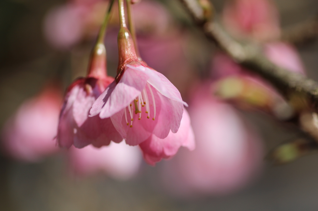 人生初撮りヒマラヤ桜①