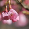人生初撮りヒマラヤ桜①