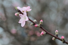 ピンクに染まりし君（キミ）その３