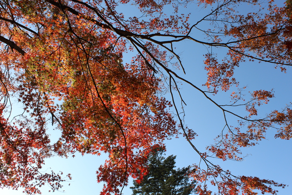 紅の葉を求めて④