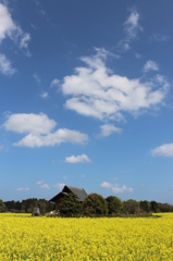 青空と菜の花畑その４