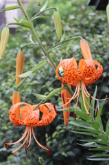 賢者の花その２