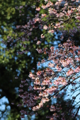 ２０１９春探し（寒桜）③