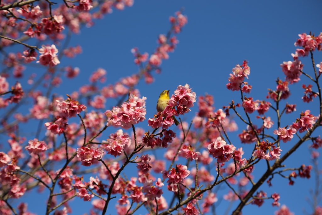 桜とメジロ②