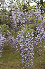 藤の花（紫バージョン）その１