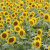 I Girasoli 3