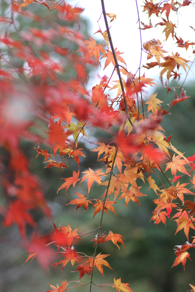 紅葉を求めて（関之尾の滝）③