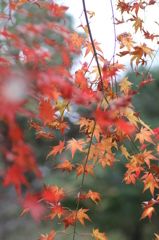 紅葉を求めて（関之尾の滝）③