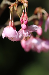人生初撮りヒマラヤ桜②