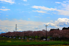 ２０１６桜を求めて（垂水公園）①