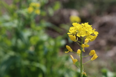 いつもとは違う菜の花