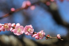 花たっぷりの紅梅①