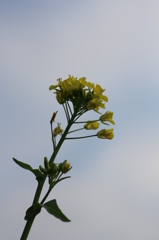 冬の菜の花①