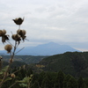 霧島と芙蓉の実