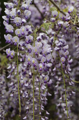 藤の花（紫バージョン）その３