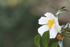 白花