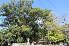 蒲生八幡神社その２