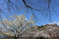 くまそ広場の桜③