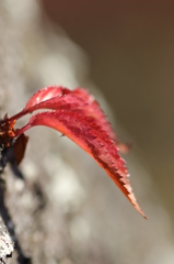 赤い桜葉