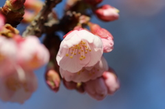 寒桜