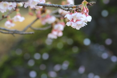 ２０１９春探し（寒桜）④