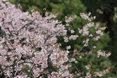 ２０１８寒桜①
