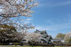 都の城の桜④