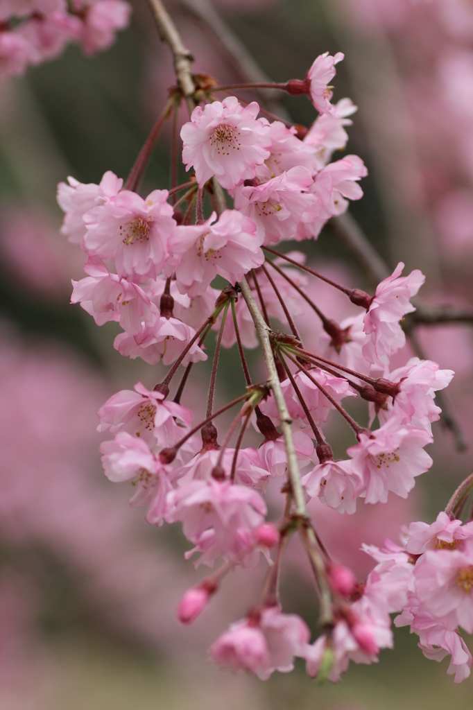 枝垂桜その２