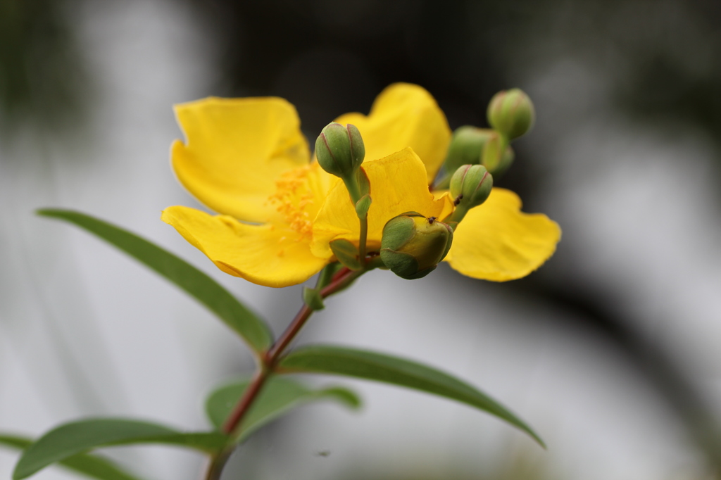 キンシバイその２