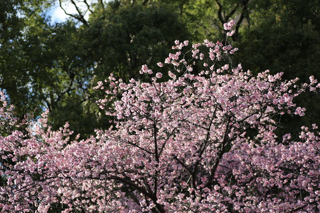 ２０２０寒桜⑥