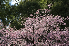 ２０２０寒桜⑥