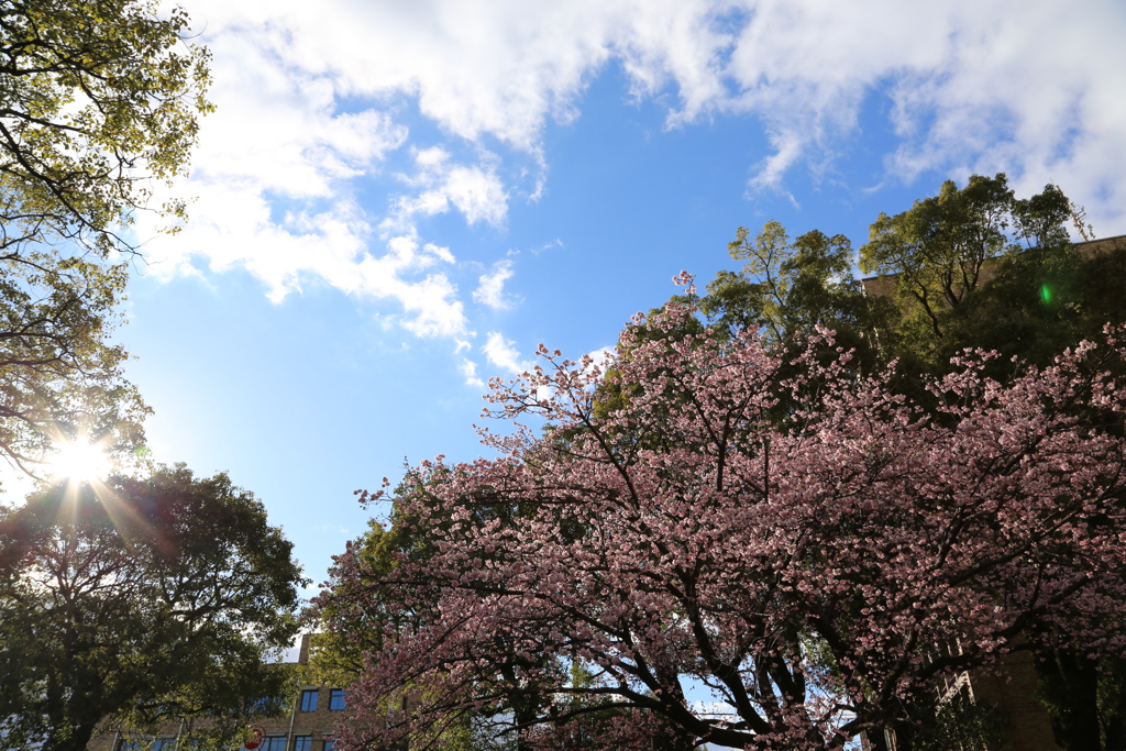 ２０２０寒桜③
