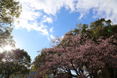 ２０２０寒桜③