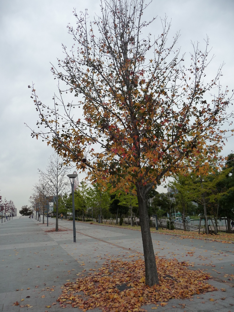 お台場で見つけた紅葉①