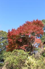 石山観音池の紅葉②