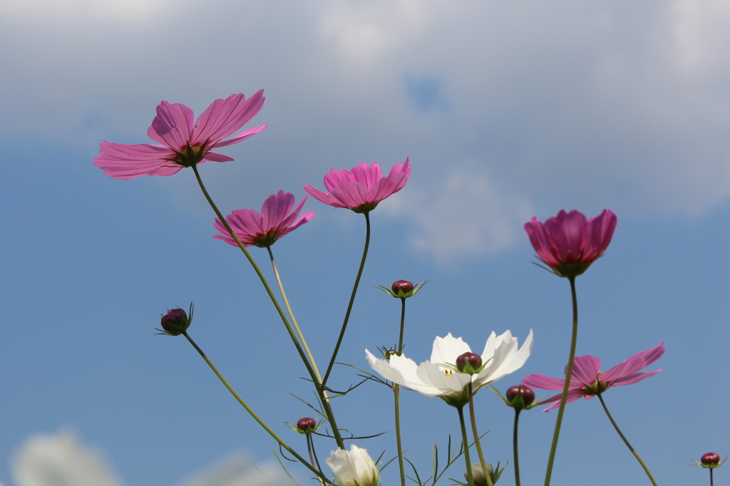 秋桜①