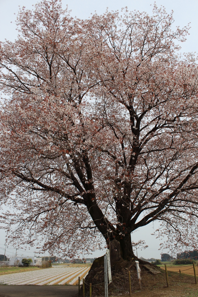 一本桜②
